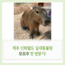(주)모모 | 제주 신화월드 모모주 방문 후기 / 아이와 함께 즐기는 깨끗하고 귀여운 실내 동물원