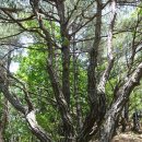 견훤산성-승무산(559m) 경북 상주 이미지