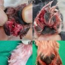 도림하나동물병원 이미지