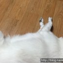 달봉이네애견 네이버블로그
