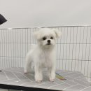 라떼멍살롱 이미지