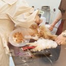 고양이이발관 송도점 | 고양이 미용 +2개월 후기(내돈내산)