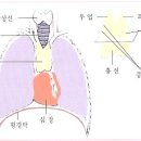 흉선(림프계의 주요기관)-Thymus 이미지