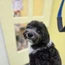 산호애견미용실 이미지