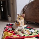 나도먹개 | 경기광주 강아지 수제간식 전문점 '나도먹개' 반려견에게 인기만점!