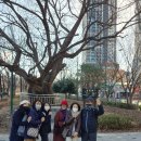[공지] 첨단소풍팀의 3월 테마탐방ㅡ첨단의 노거수를 돌아보다