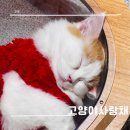 고양이사랑채 | 명동데이트 이색데이트 고양이카페 고양이사랑채