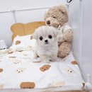 멍토피아 강아지분양 인천 본점 네이버블로그