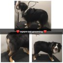 아가페 펫살롱 이미지