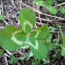 크로바펜션 이미지