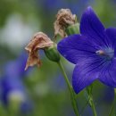 도라지마을 이미지