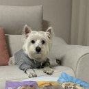 앤더독 | 기름 쏙 빠진 오븐베이크 강아지간식 더독앤캣 미트팝콘링 리얼 후기