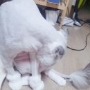 봄봄냥 | 분당 이매역 무마취 고양이 미용 &lt;봄봄냥&gt;