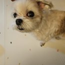 (주)펫둥이 이미지