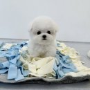 소문켄넬 이미지