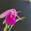 Blc. Morning Glory 'H &amp; R' 이미지