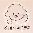 24시애견미용 이미지