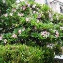 아지랑이 이미지