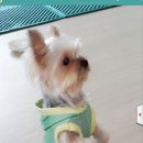 우리집코코 이미지