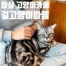 행복한 마을 2008동 앞 | 잠실 고양이카페 길고양이마을 잠실점 내돈내산 솔직 후기 | 위치 가격 메뉴 이용 시간 주차