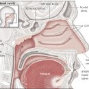 Re: BBB 통과 대뇌 약물전달... 비강내 투여 경로 탐구!!! 이미지