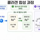 365당뇨&혈관건강센터 | 비타민 C와 당뇨 (혈관 건강, 메가도스, 제품 선택)