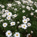 구절초로 이미지