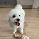 아가단 펫 살롱 이미지