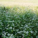 메밀꽃피면 이미지