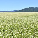 메밀꽃 이미지