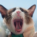 샤인고양이메디컬센터 이미지