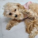 놀러오개(도화점) 이미지