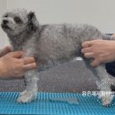 윤은채 재활 한방 동물병원 이미지