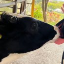 태기목장 이미지