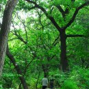 서울둘레길4코스 우면산~사당역 [서울추천 걷기코스/서울 걷기좋은길] 이미지