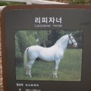 파라벨라