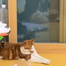 대흥사 | 단양 미륵대흥사 템플스테이후기(냥글냥글🐈)