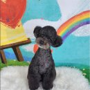 포미펫샵 이미지