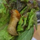 우가돈가정육식당