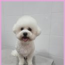 멍멍애견샵 | 익산애견미용 사랑받는 강아지 미용샵 멍멍살롱 후기