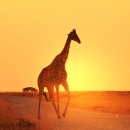 기린에너지 이미지