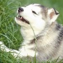 BE MY DOG 네이버블로그