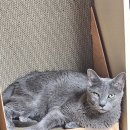 네이처펫 | 물건 / 고양이 스크래쳐 펫츠몬 박스형 네이처펫 계단형 DIY 솔직후기 #내돈내산