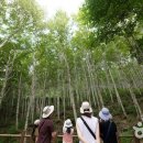 국립 김천 치유의 숲 이미지