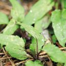 금란초교 이미지