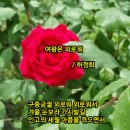 장미가 왔어요 / 허정희 이미지