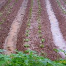 영곤농장 이미지