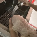 보령애견동반펜션 피노비스타 이미지