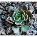 양진농장 이미지