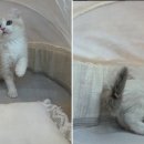 도그마루 강아지고양이 목동점 네이버블로그